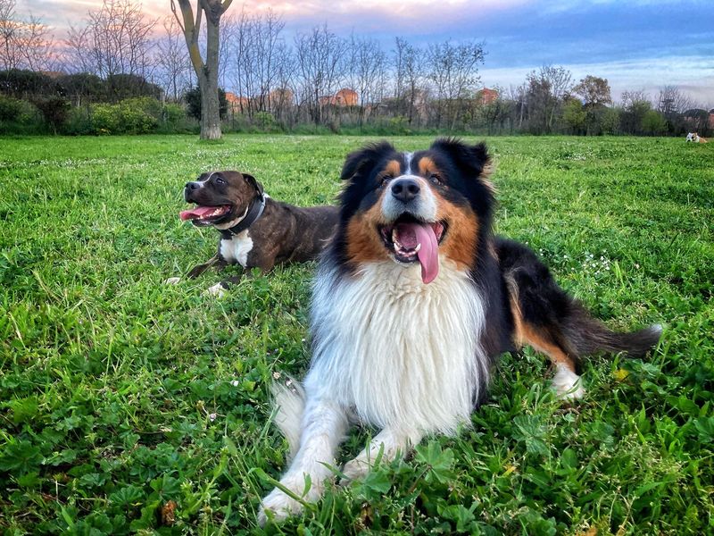 Two dogs playing together in a park