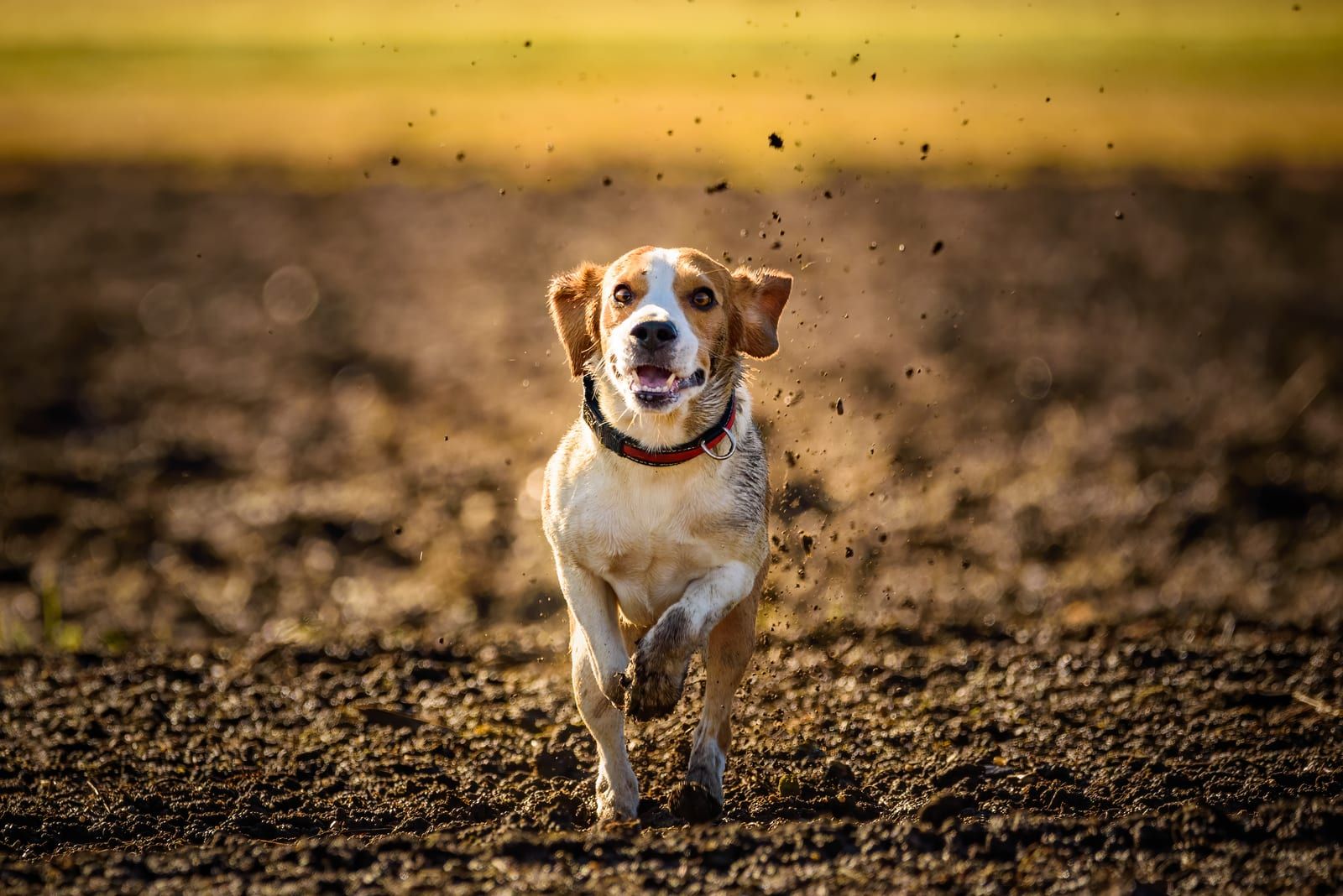 Dirty beagle running and jumping outside