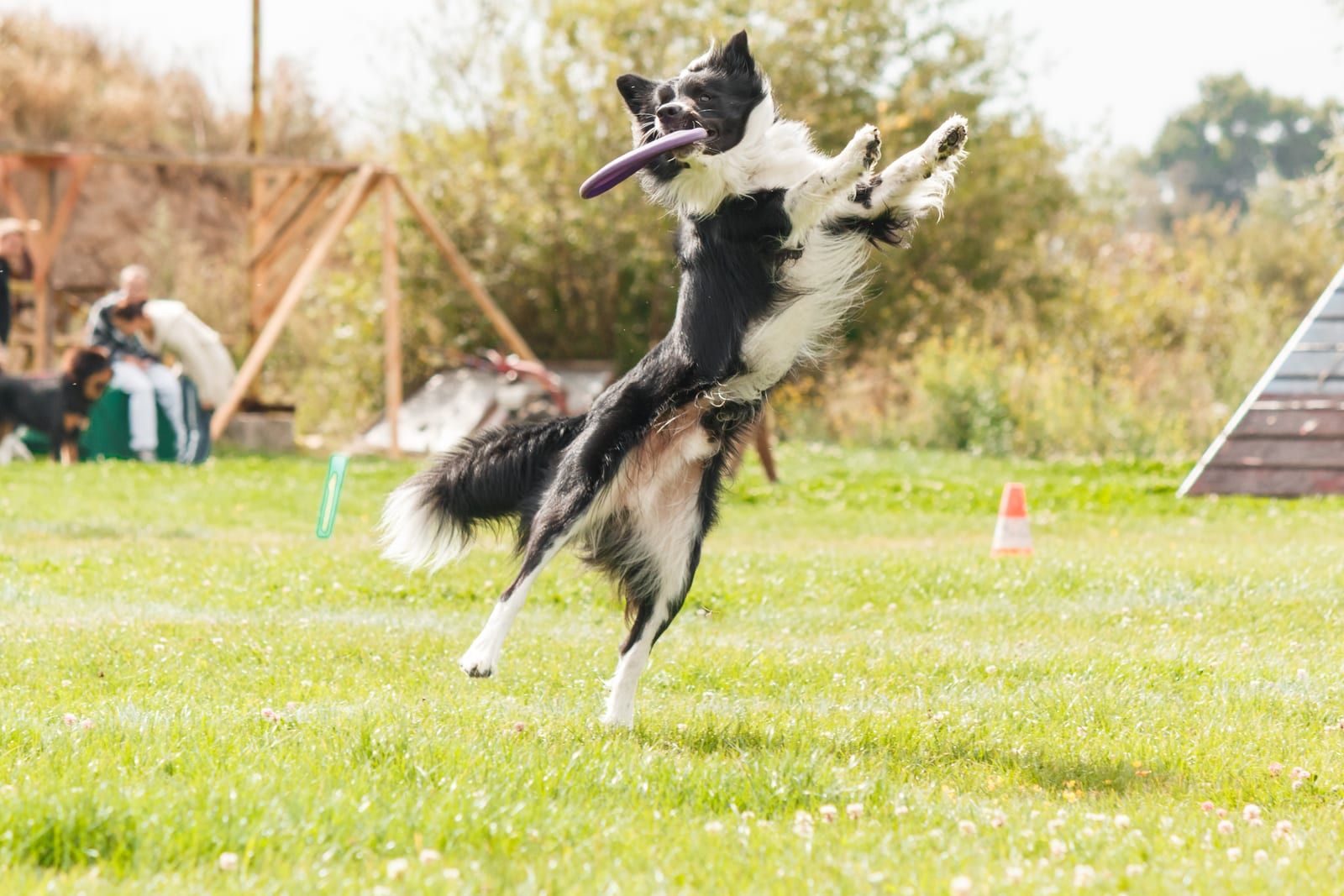 Dog catching a flying disc outdoors