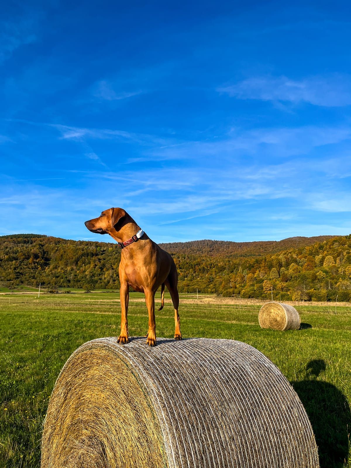 Dog standing on a hay bale in a field