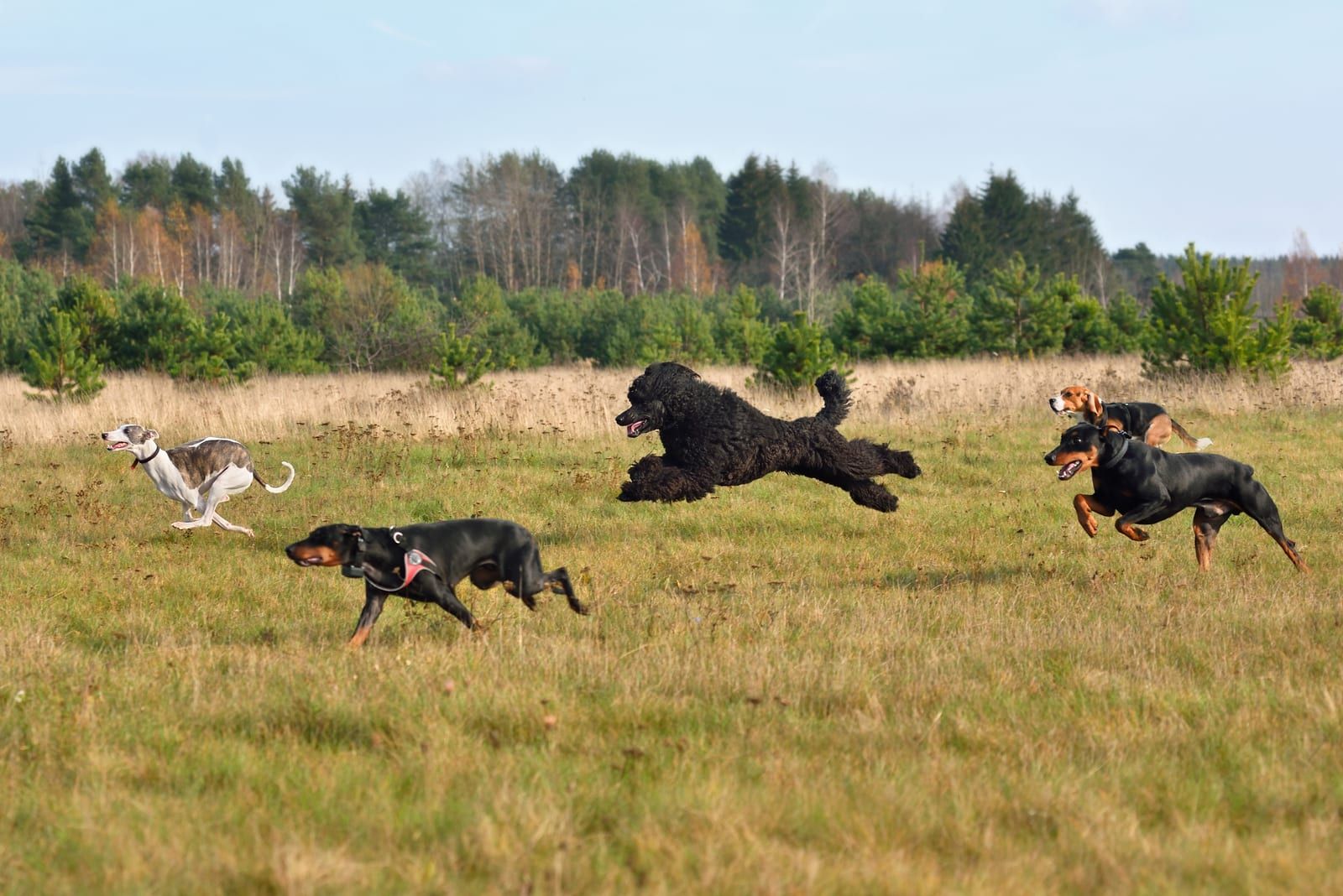 Dogs running and jumping in a field