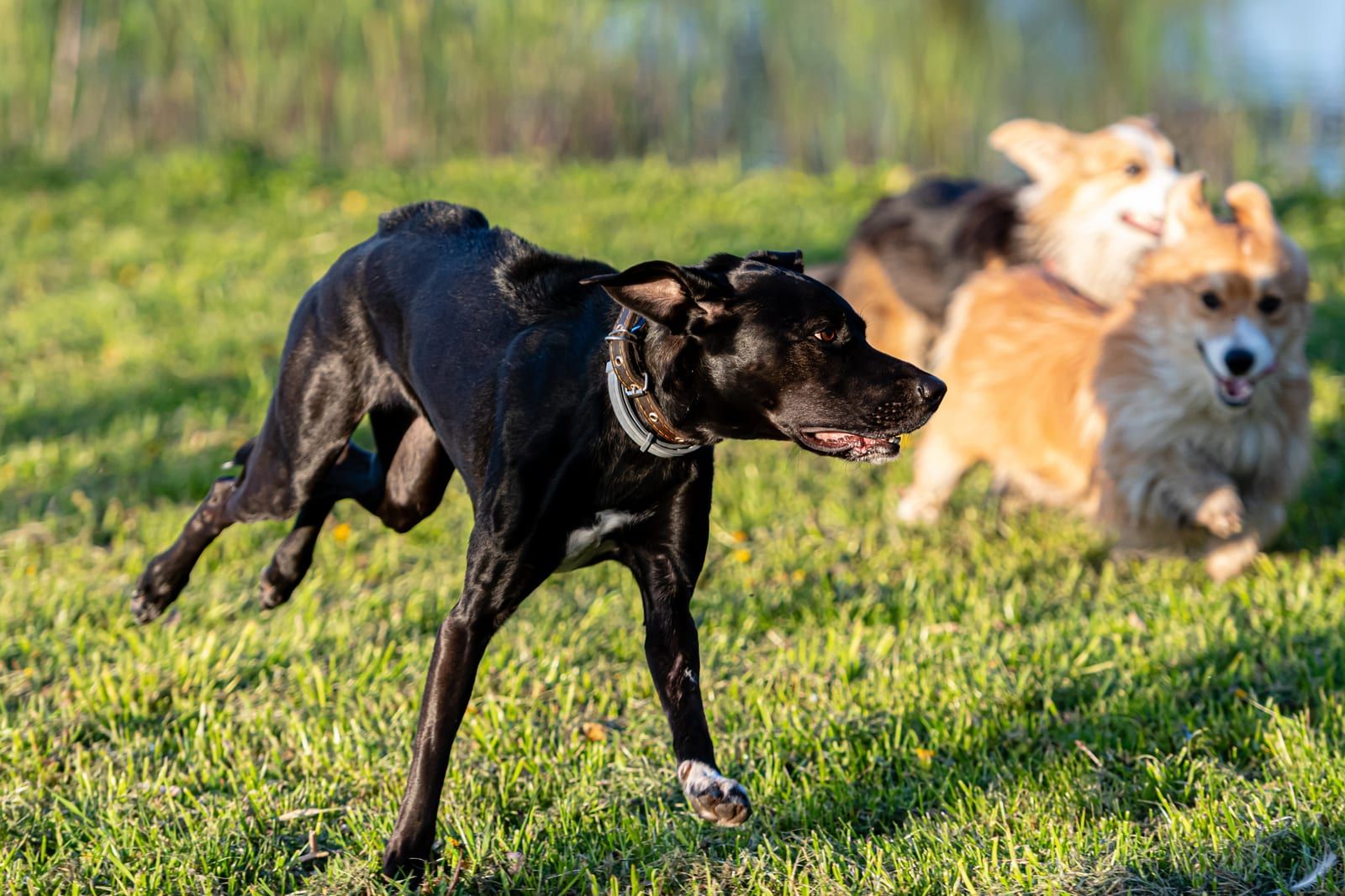 Energetic dogs running through a green meadow