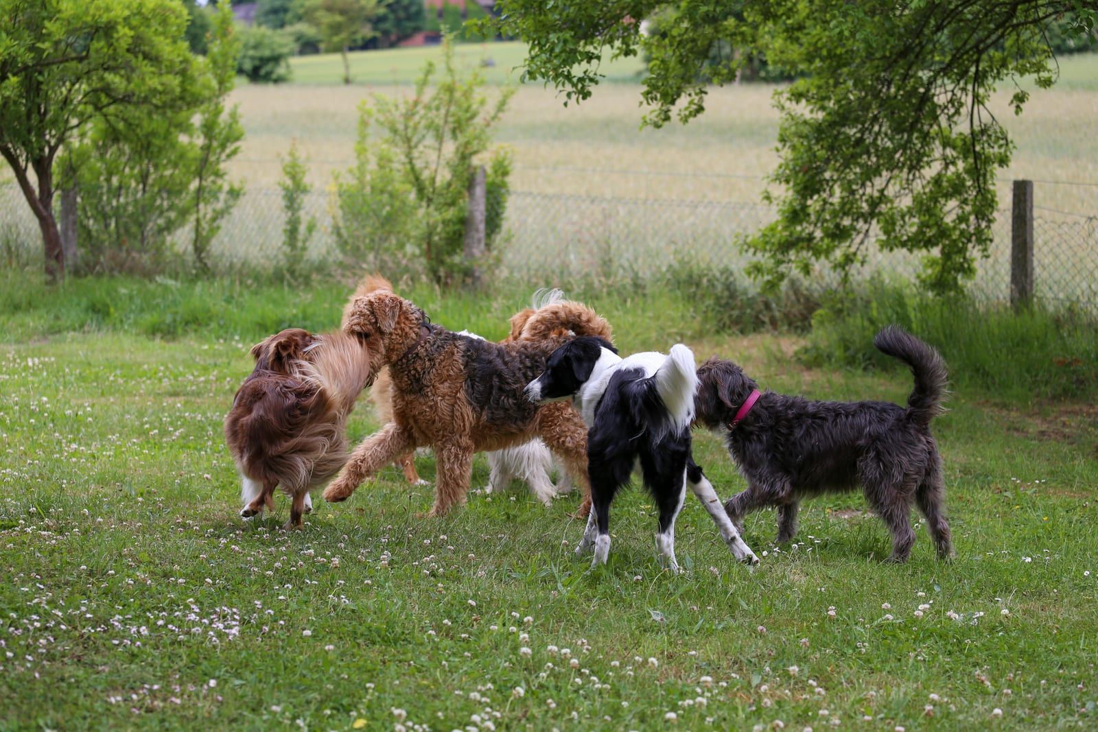 Group of dogs playing in a grassy yard