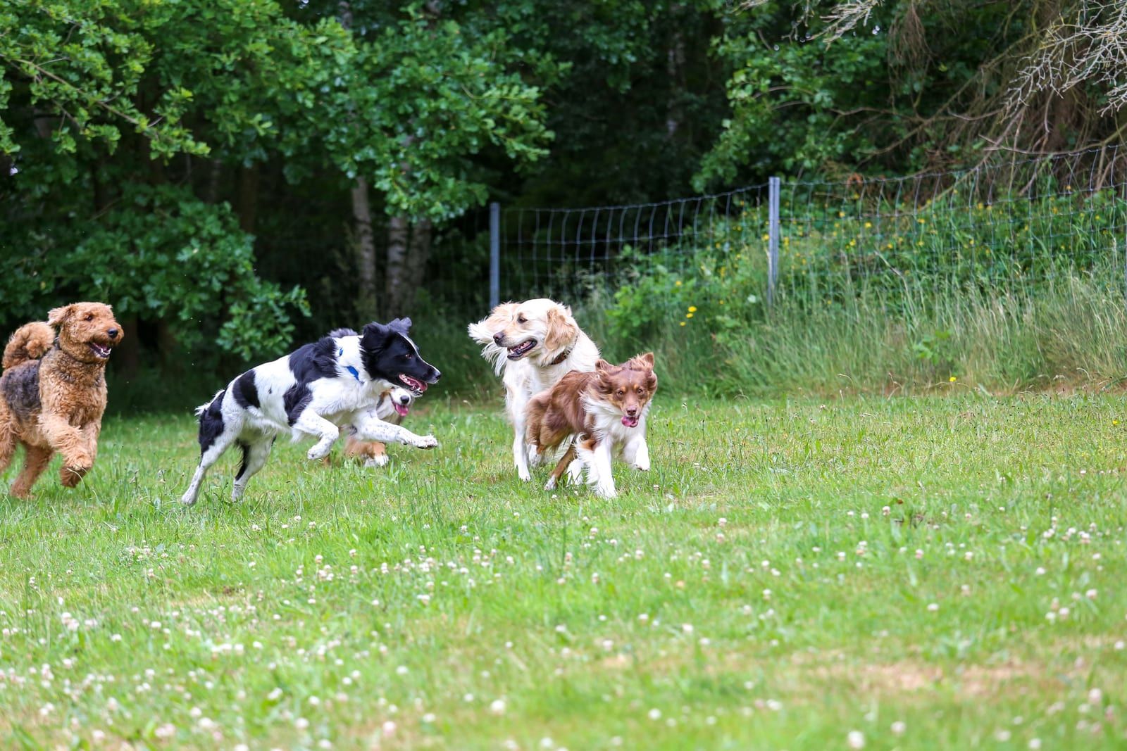 Group of playful dogs running in a meadow