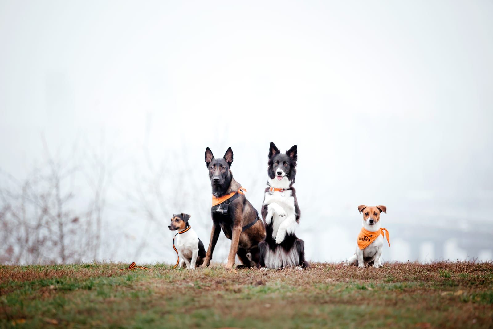 Group of dogs sitting together on a foggy morning