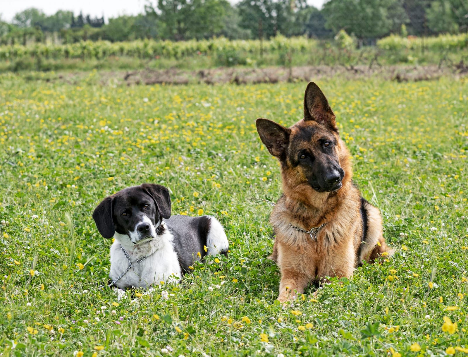 Two dogs resting in a meadow of wildflowers
